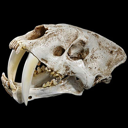 Saber Toothed Tiger Skull Model, 1:1 Saber Toothed Resin Skull for Head Model Home Decor Hallow - 12.60x7.28x7.09in
