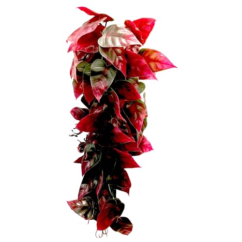 Penn-Plax Reptology Decorative Hanging Terrarium Plant Vines for Reptiles and Amphibians – 24” Length – Green & Red - color: Green & Red, size: 24" Length