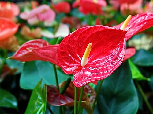 Premium Organic Anthurium Mix by Gardenera - Elevate Your Plant Care Routine - 4 QUARTS - size: 4 Quart Bag