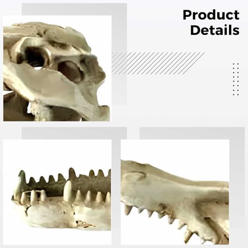 Dinosaur Skull Resin Ornament for Reptile Tanks and Aquariums, Simulated Bone Design, Hiding Cave for Snakes, Lizards, and Spiders, Terrarium Decoration, 4.7 x 2.2 x 3 in