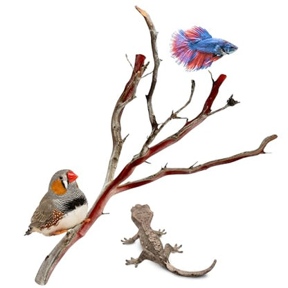 Manzanita Driftwood for Medium Aquariums & Reptile Tanks (13-17”") 10–30 Gallon Tank | Natural Aquascaping & Terrarium Decor | Hardwood Branches, Unique Shapes | Community Fish, Gecko, Bearded Dragon - size: Medium