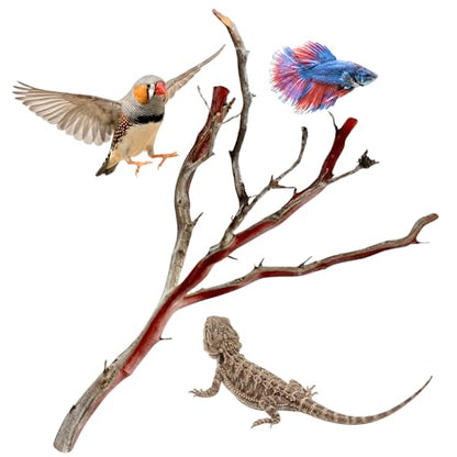 Manzanita Driftwood for Large Aquariums & Reptile Tanks (20-24””) 30–75 Gallon Tank | for Aquascaping & Terrarium Decor | Hardwood Branches, Unique Shapes | Large Fish, Monitor Lizards, Chameleons - size: Large