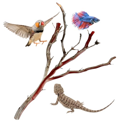 Manzanita Driftwood for Large Aquariums & Reptile Tanks (20-24””) 30–75 Gallon Tank | for Aquascaping & Terrarium Decor | Hardwood Branches, Unique Shapes | Large Fish, Monitor Lizards, Chameleons - size: Large