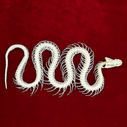 Taxidermy Real Animals Skulls, Real Bones Specimen, Taxidermy Supplies for Science Education, Special Gift (Snake Skeleton) - style: Snake Skeleton