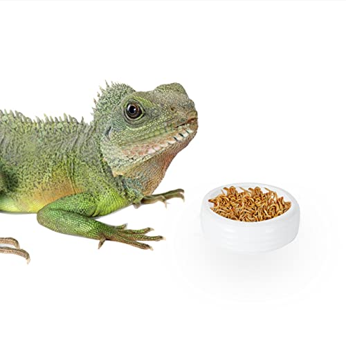 Reptile Food Bowls Ceramic Round Reptile Water Food Dish, Pet Food Bowl for Lizards, Small Snakes, Gecko Tortoise Spider, Young Bearded Dragons (White, Small 1Pack)