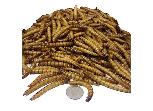 Superworms- Freeze Dried Superworms for Tropical Fish, Reptiles, Turtles, Tortoises, Frogs, Hamsters, Birds, Rodents…1-lb & 6oz Lg Jar - size: 1.38 Pound (Pack of 1)