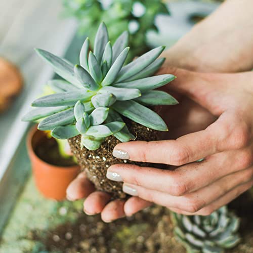 Doter Succulent and Cactus Soil Potting Mix 1.1 LBS, Bonsai Soil Mix Ready to Use, Fast Draining with Added Nutrients - size: 1.1 lbs