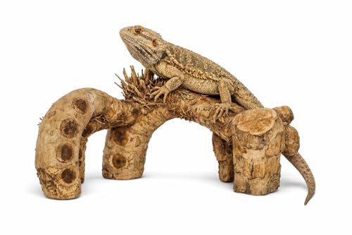 Natural Driftwood Branch Reptile Terrarium Décor for Lizards, Geckos, Snakes, Climbing & Hiding Enrichment, Large