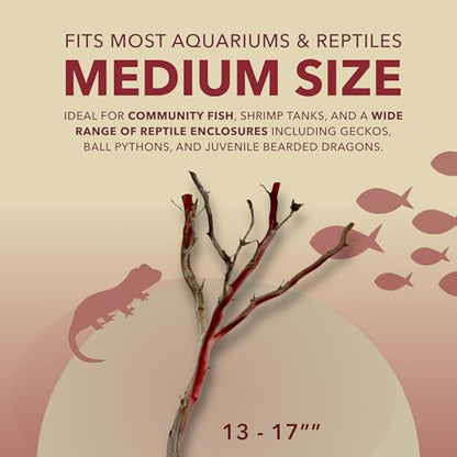 Manzanita Driftwood for Medium Aquariums & Reptile Tanks (13-17”") 10–30 Gallon Tank | Natural Aquascaping & Terrarium Decor | Hardwood Branches, Unique Shapes | Community Fish, Gecko, Bearded Dragon - size: Medium
