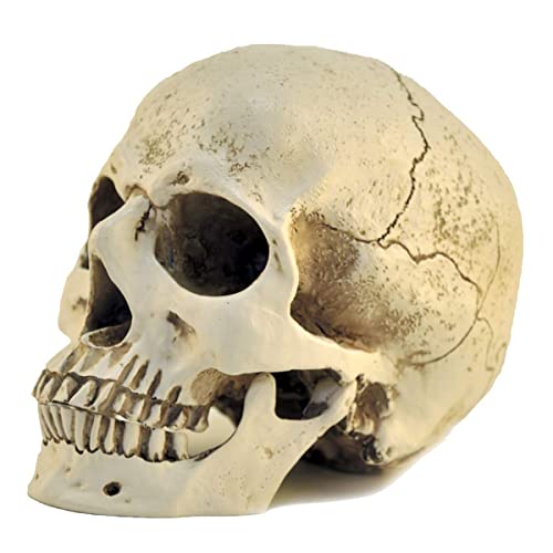 1:1 Resin Skull Head Model Simulation Skeleton Head Medical Skull Art Copy for Halloween Decor