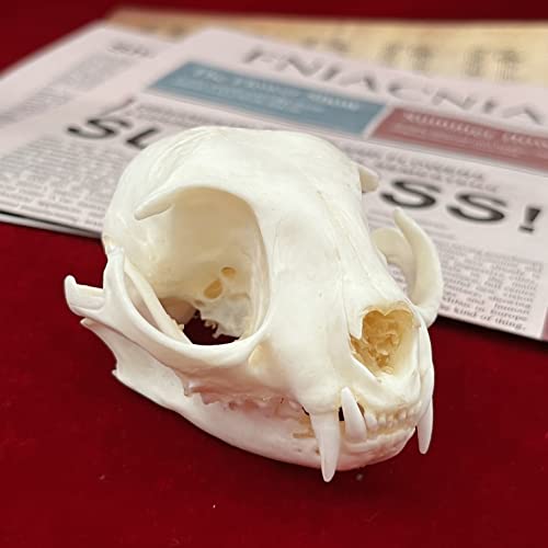 Taxidermy Real Animals Skulls, Real Bones Specimen, Taxidermy Supplies for Science Education, Special Gift - style: Cat Skull