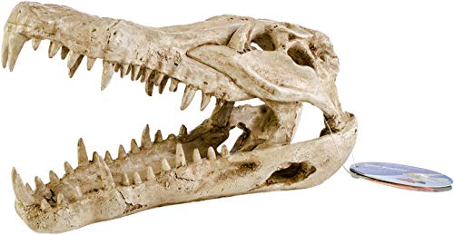 Penn-Plax Crocodile Skull Animal Resin Ornament, Safe for Saltwater and Freshwater Aquaruims (RR1065)