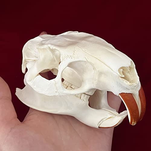 Taxidermy Real Animals Skulls, Real Bones Specimen, Taxidermy Supplies for Science Education, Special Gift (Coypu Skull) - style: Coypu Skull