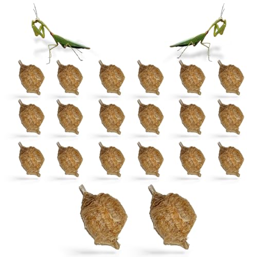 USMANTIS Praying Mantis Ootheca Egg Case (Twenty Egg Case) - Beneficial for Stem Education and Gardening, Each Egg Case Produces Approximately up to 400 Baby Nymphs (T Sinensis) - size: Pack of 20