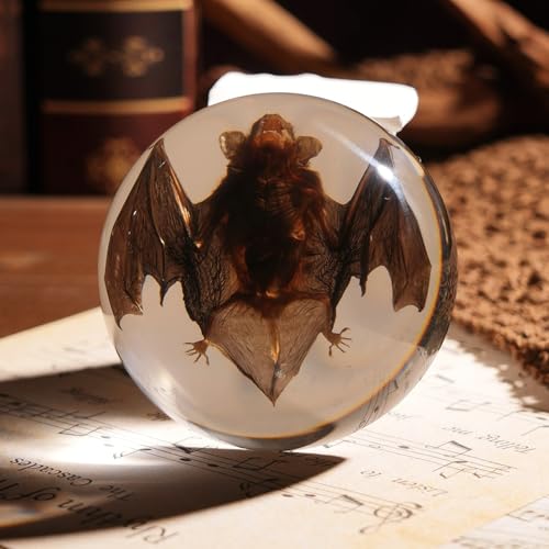 Taxidermy Bat, Real Bats Specimens High Quality Resin Animals for Science Education, Ideal Bat Decor & Gift for Taxidermy, Animal Skull, Oddities, Biology (Semicircle 3.5 inch) - color: Bat Specimen (Semicircle 3.5 inch)