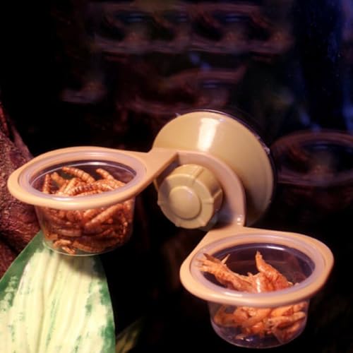 PRETYZOOM 2pcs Reptile Food Bowls Suction Cup Feeder Accessories for Lizards and Geckos Terrarium Feeding Supplies Pet Feeder Bowls