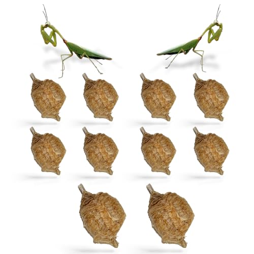 USMANTIS Praying Mantis Ootheca Egg Case (Ten Egg Case) - Beneficial for Stem Education and Gardening, Each Egg Case Produces Approximately up to 400 Baby Nymphs (T Sinensis) - size: Pack of 10