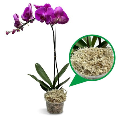 Natural Long Fiber Sphagnum Moss 1196QT for Orchid Potting Mix, and Moss Pole for Plants Indoor. Ideal for Propagating Plants, Maintaining Humidity for Reptiles, Isopods in Paludarium (22 lb) - size: 22 LB