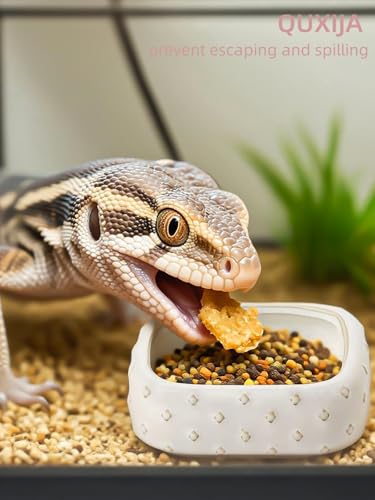 2-Pcs Ceramic Reptile Food Bowl, Mini Reptile Feeder (Farmhouse White) - color: Farmhouse White