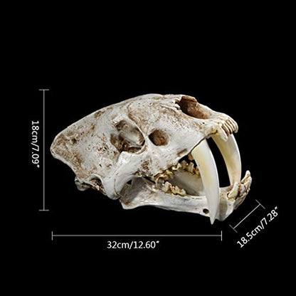 Saber Toothed Tiger Skull Model, 1:1 Saber Toothed Resin Skull for Head Model Home Decor Hallow - 12.60x7.28x7.09in