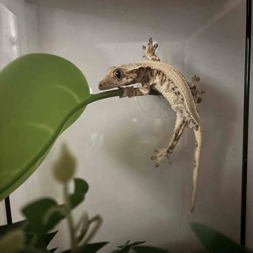 Crested Gecko Tank Accessories，3PCS,Reptile Branches，crestedgecko Hide，Gecko Wall Climbing Toy，Frog Habitat Platform，Tree Frog ，Reptile Leaf，Snake Accessories for Tank