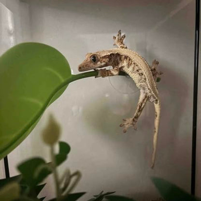 Crested Gecko Tank Accessories，3PCS,Reptile Branches，crestedgecko Hide，Gecko Wall Climbing Toy，Frog Habitat Platform，Tree Frog ，Reptile Leaf，Snake Accessories for Tank