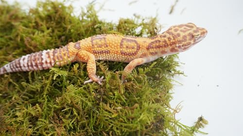 Leopard Gecko Moss Substrate 4oz, Reptile Terrarium Accessories for Habitat Decor Supplies, Burrowing Bedding for Lizards