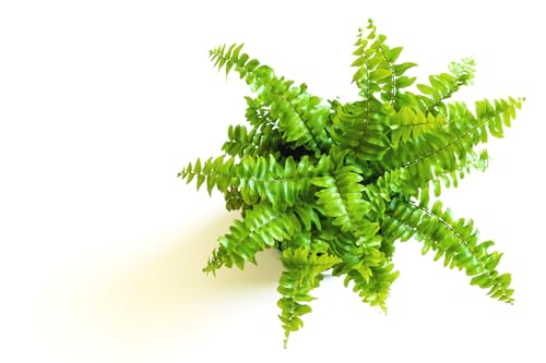 Mini Ferns for Terrariums/Fairy Garden - Live Plants - 3 Different Plants-2" Pots