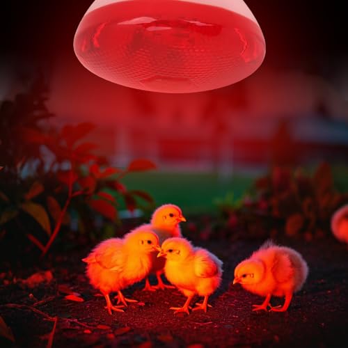 Aiicioo Infrared Heat Lamp Bulb 250W Red Infrared Heat Bulb for Chickens Reptile Heat Light Bulb for Brooder Coop Chicks Pet Reptile Amphibians Par38 Glass E26 Base