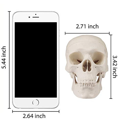 Medarchitect Mini Skull Model Small Size Human Anatomy Skull Model with Moving Jaw and Articulated Mandible for Drawing Cranium Medical Education, Decoration, Art Student Sketching