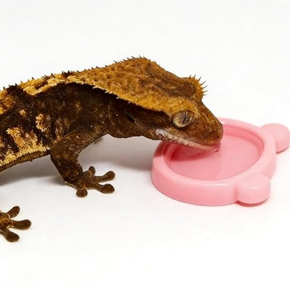 15 Pack Reptile Feeding Dish Set with 12 Bowls & 3 Feeding Trays, Crested Gecko Food Dishes, Small Pet Feeding Cups for Jumping Spider, Tarantula, Hermit Crab, Beetle, Isopods, Lizard Tank Accessories