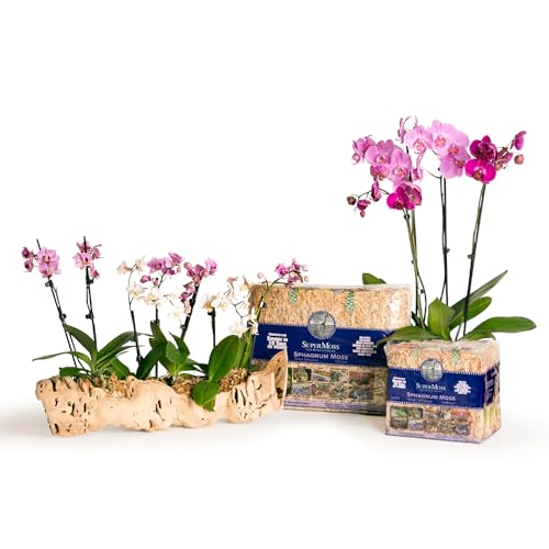 SuperMoss (22325) Orchid Sphagnum Moss Dried, Natural, 1 Pound Mini Bale - size: 1.1 lbs, style: Mini Bale
