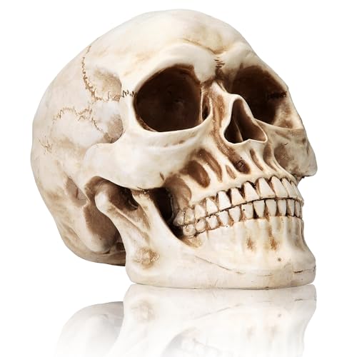 KatchOn, Life Size Human Skull Model 1:1 - Realistic Halloween Human Skull Replica Model | Resin Skull Head Props for Outdoor Halloween Decorations for Home | Skull Decorations Indoor