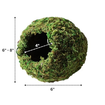 Galápagos (05348) Mossy Cave Hide, 6", Green Sphagnum - size: 6"