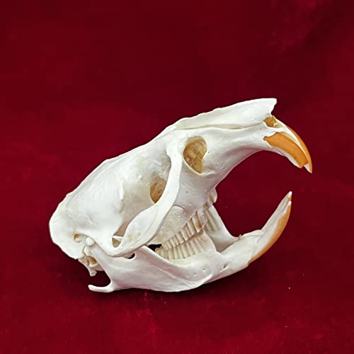 Taxidermy Real Animals Skulls, Real Bones Specimen, Taxidermy Supplies for Science Education, Special Gift (Muskrat Skull) - style: Muskrat Skull