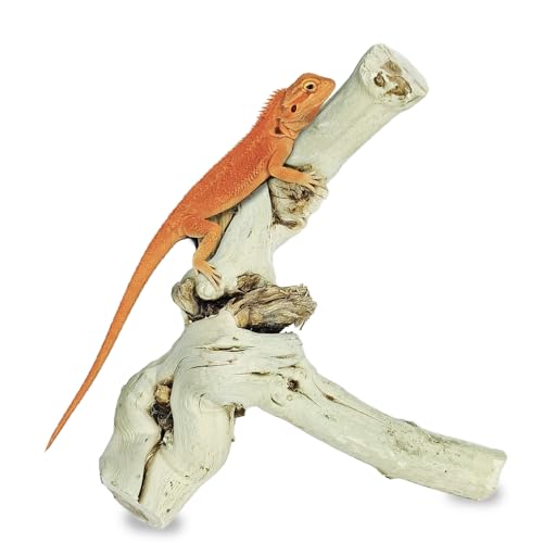 BNOSDM Reptile Branches, 5.9inch Snake Climbing Branch, Terrarium Wood Branch Decor, Bearded Dragon Tank Climbing Accessories for Lizard, Gecko, Chameleon, Frog