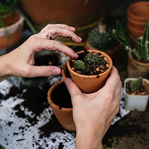 Doter Succulent and Cactus Soil Potting Mix 2.2 LBS, Bonsai Soil Mix Ready to Use, Fast Draining with Added Nutrients - size: 2.2 lbs