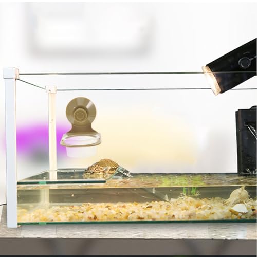 Healifty Reptile Feeding Bowl with Suction Cup Design for Small Pets and Reptiles, Abs Multifunctional Water and Food Dish, Easy to Clean for Terrarium Tank Use
