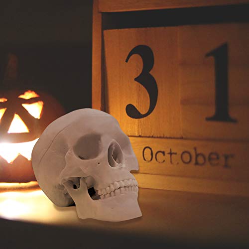 Medarchitect Mini Skull Model Small Size Human Anatomy Skull Model with Moving Jaw and Articulated Mandible for Drawing Cranium Medical Education, Decoration, Art Student Sketching