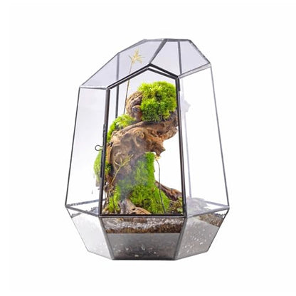 NCYP Close Geometric Glass Terrarium with Door - 9.8 inches Tall Irregular Planter for Succulents, Small Cacti, Modern Home Garden Tabletop Decor, Black, Handmade (Plants NOT Included) - size: 7.9x6.9x9.8inches
