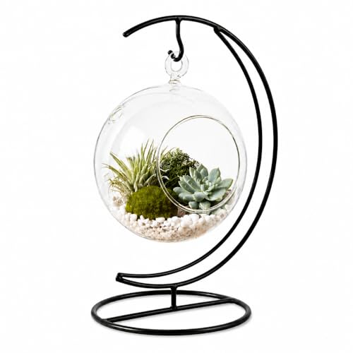 Creations by Nathalie Glass Terrarium: Air Plant & Succulent Holder, DIY Kit Vase (Glass Globe with Stand)