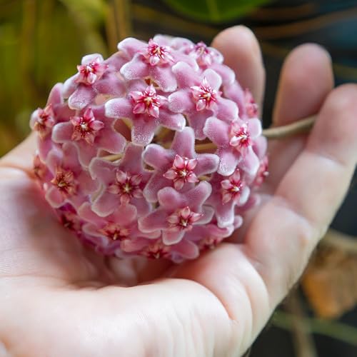 Doter Potting Soil Mix for Hoya 2qt, Custom Hand Blended Mixture Suitable for Indoor/Outdoor Potted Fern Plant - size: 2qt
