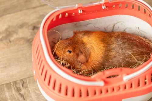 Trixie Pico Transport Crate, Small Pet Carrier, Portable Travel Carrier, for Small Pets, Hamsters, Guinea Pig, Lizards - size: 11.8"L x 8.3"W x 9.1"H