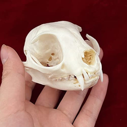Taxidermy Real Animals Skulls, Real Bones Specimen, Taxidermy Supplies for Science Education, Special Gift - style: Cat Skull