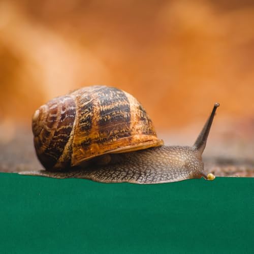 Toyvian Reptile Carpet Liner Mat Waterproof Absorbent Tortoise Box Pad 120x60cm Green Reptile Terrarium Bedding Suitable for Lizards and Turtles