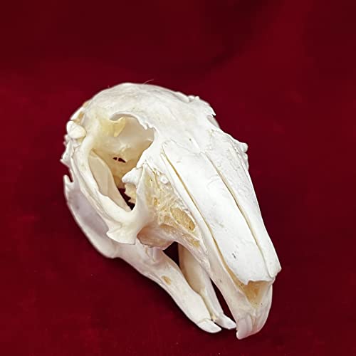 Taxidermy Real Animals Skulls, Real Bones Specimen, Taxidermy Supplies for Science Education - style: Rabbit Skull