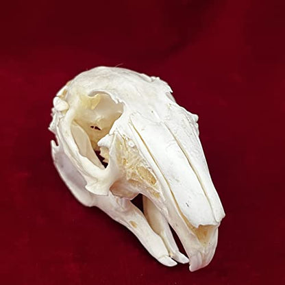 Taxidermy Real Animals Skulls, Real Bones Specimen, Taxidermy Supplies for Science Education - style: Rabbit Skull