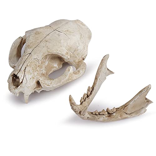 Halloween Resin Cat Skull Skeleton Model Figurine Animal Scary Skeleton Props for Home Décor Aquarium Fish Tank Landscape Collectible Teaching Prop