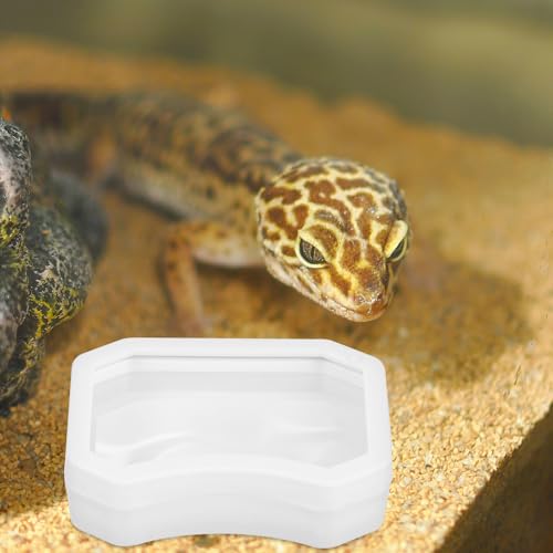 BESPORTBLE 2pcs Reptile Feeder Feeding Bowl Set with Strong Suction Cup for Frogs and Spiders, Plastic Water and Food Dish Adsorbed on Smooth Surfaces for Feeding and Watering