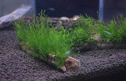 Flame Moss, Peacock Moss, or Christmas Moss on Manzanita Driftwood (Flame Moss) - style: Flame Moss